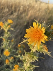 Scolymus hispanicus