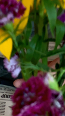 Dianthus chinensis × barbatus