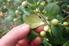 Ficus deltoidea