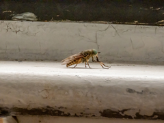 Tabanus maculicornis