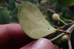 Ficus deltoidea