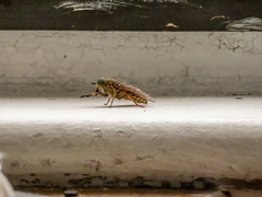 Tabanus maculicornis