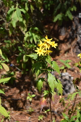 Coreopsis petrophiloides