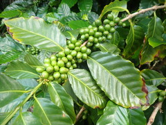 Coffea arabica