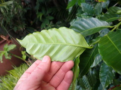 Coffea arabica