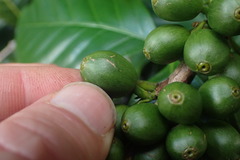 Coffea arabica