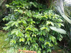 Coffea arabica