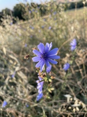 Cichorium intybus
