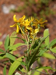 Coreopsis petrophiloides