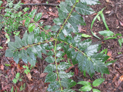 Picrasma quassioides