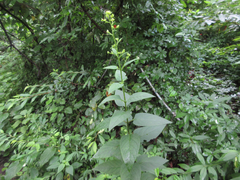 Scrophularia kakudensis