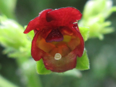 Scrophularia kakudensis