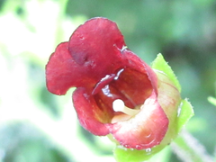 Scrophularia kakudensis
