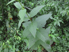 Scrophularia kakudensis