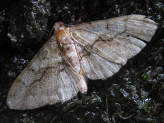 Rikiosatoa grisea