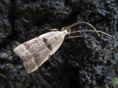 Deltoplastis apostatis