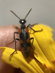 Eupompha elegans
