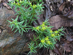 Sedum polytrichoides