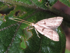 Deltoplastis apostatis