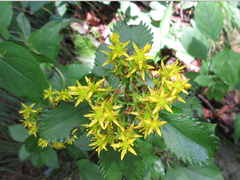 Phedimus kamtschaticus