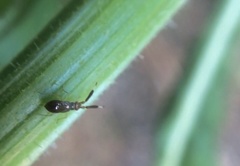 Heterotoma planicornis