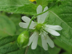 Silene seoulensis