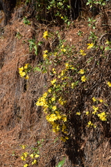Coreopsis petrophiloides