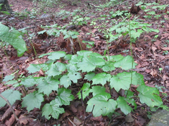 Ainsliaea acerifolia