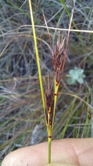 Schoenus cuspidatus