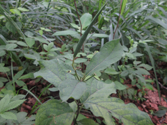 Vincetoxicum ascyrifolium