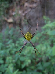 Argiope flavipalpis
