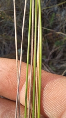 Schoenus cuspidatus