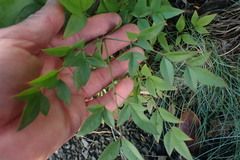 Nandina domestica
