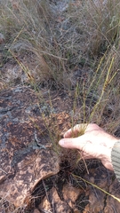 Schoenus cuspidatus