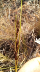 Schoenus cuspidatus