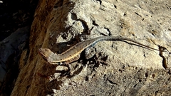 Sceloporus parvus