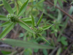 Eryngium foetidum image