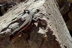 Sceloporus parvus
