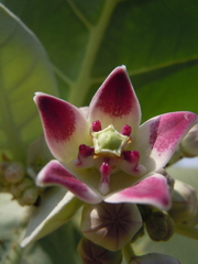 Calotropis