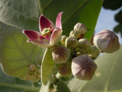 Calotropis