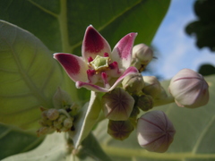 Calotropis