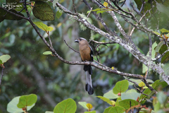 Dendrocitta cinerascens