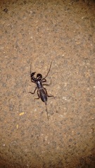 Thelyphonus sepiaris