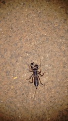 Thelyphonus sepiaris