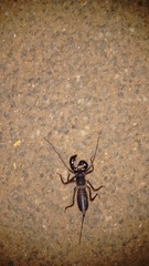 Thelyphonus sepiaris