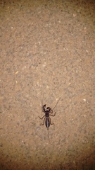 Thelyphonus sepiaris