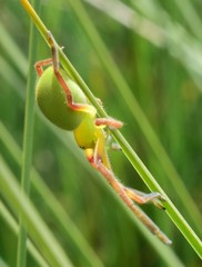 Neosparassus patellatus