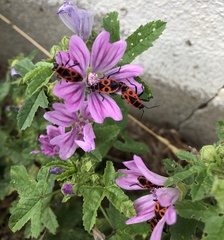 Malva sylvestris sylvestris