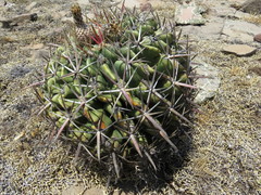 Ferocactus recurvus recurvus