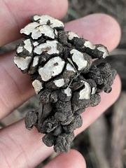 Hypholoma tuberosum